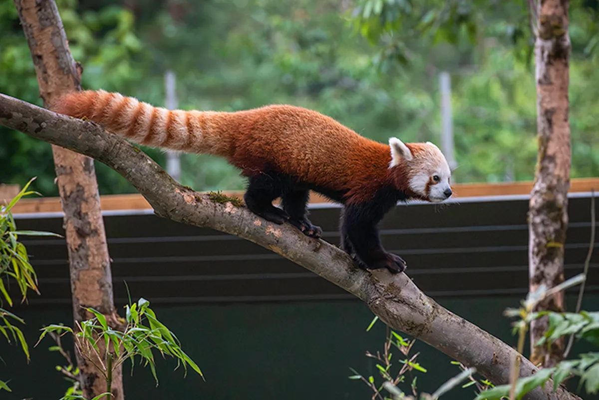 bristol zoo project — GB news