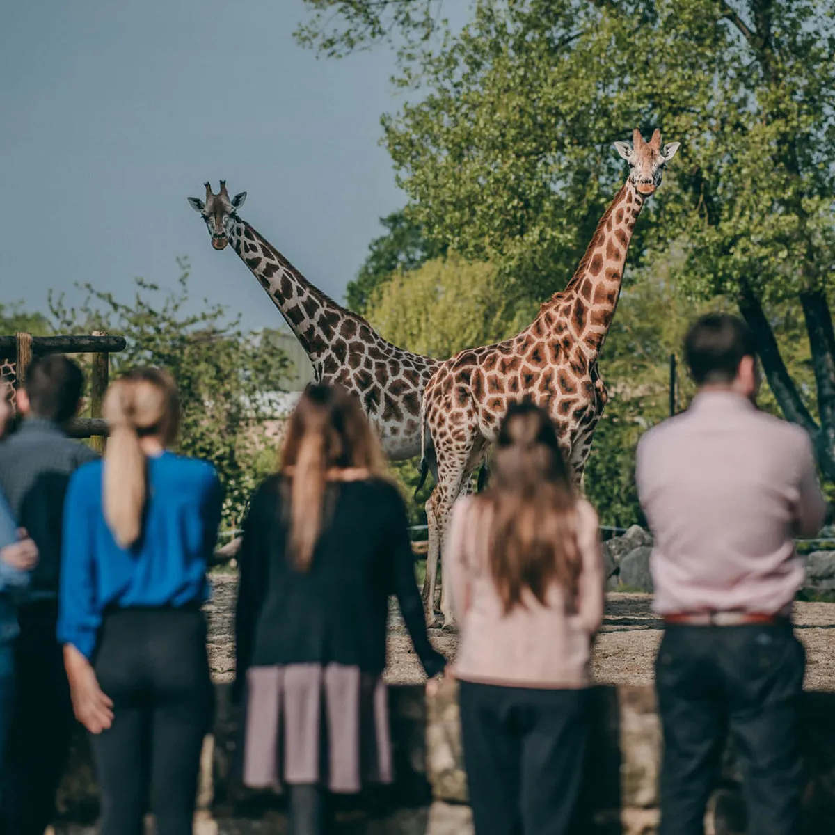 chester zoo — GB news