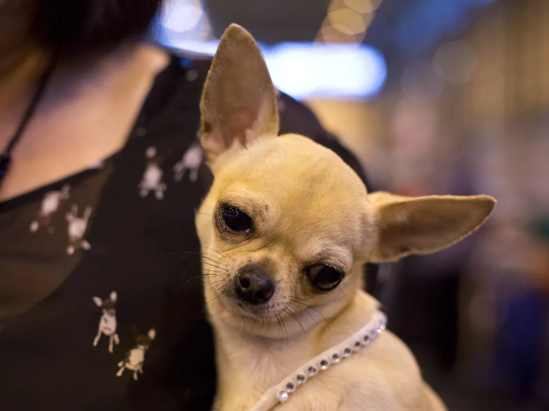 dog breeds banned in uk — GB news