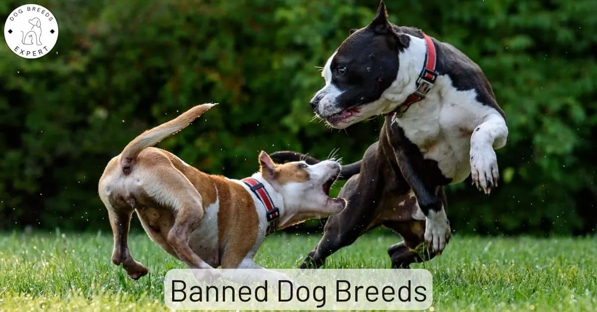 dog breeds to be banned — GB news