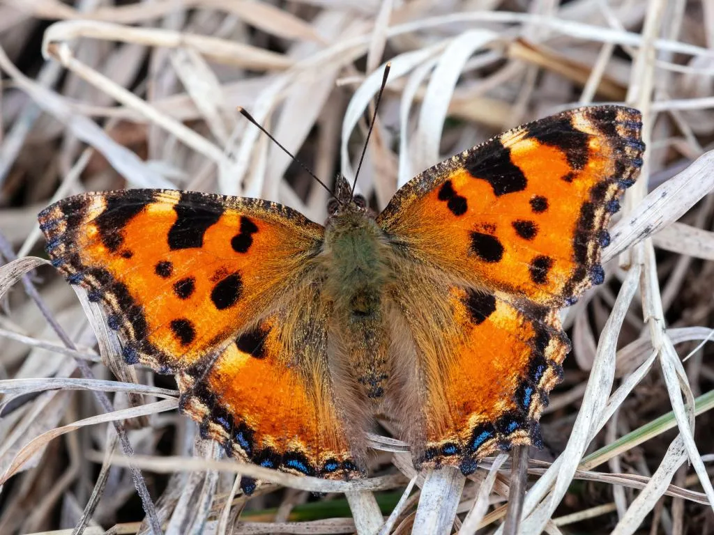 large tortoiseshell butterfly — GB news
