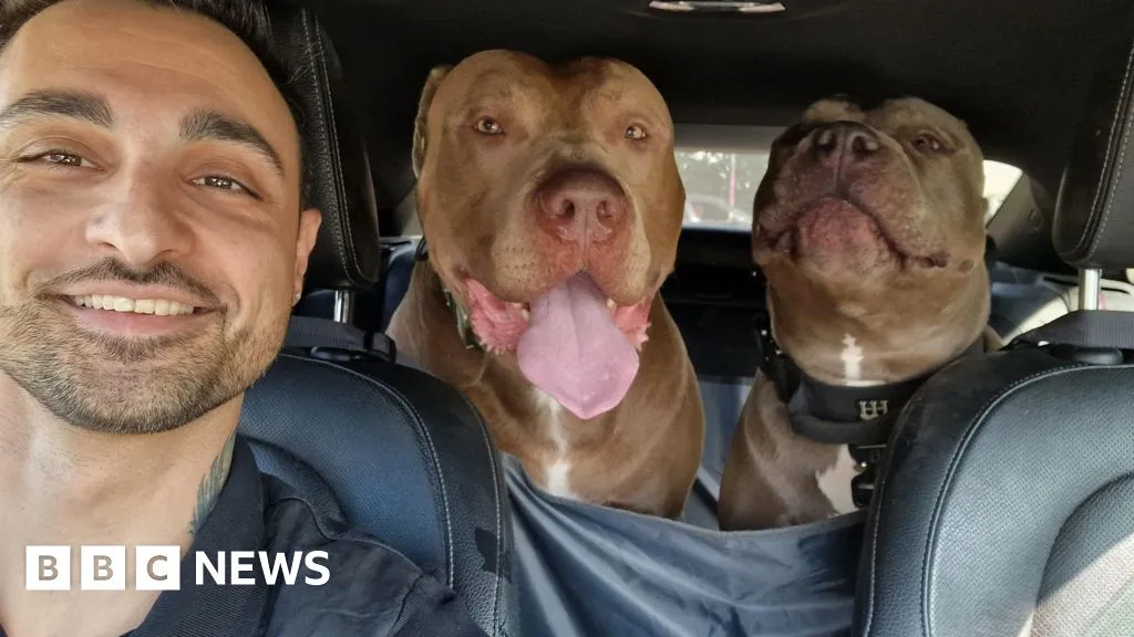 xl bully — GB news